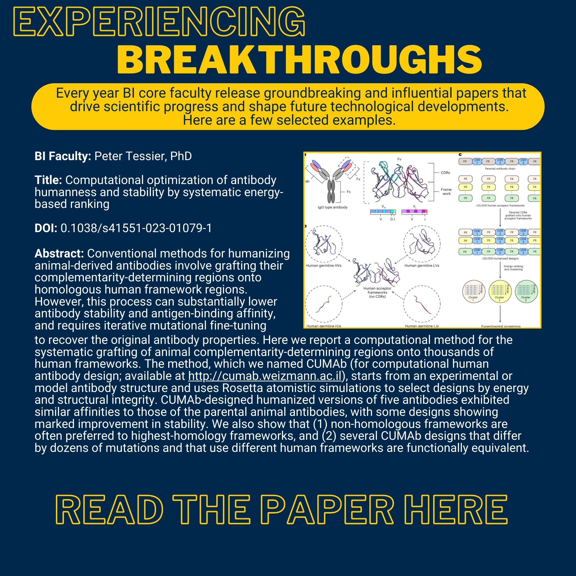 Experiencing Breakthroughs Every year BI core faculty release groundbreaking and influential papers that drive scientific progress and shape future technological developments. Here are a few selected examples. BI Faculty: Peter Tessier, PhD Title: Computational optimization of antibody humanness and stability by systematic energy-based ranking DOI: 0.1038/s41551-023-01079-1 Abstract: Conventional methods for humanizing animal-derived antibodies involve grafting their complementarity-determining regions onto homologous human framework regions. However, this process can substantially lower antibody stability and antigen-binding affinity, and requires iterative mutational fine-tuning to recover the original antibody properties. Here we report a computational method for the systematic grafting of animal complementarity-determining regions onto thousands of human frameworks. The method, which we named CUMAb (for computational human antibody design; available at http://cumab.weizmann.ac.il), starts from an experimental or model antibody structure and uses Rosetta atomistic simulations to select designs by energy and structural integrity. CUMAb-designed humanized versions of five antibodies exhibited similar affinities to those of the parental animal antibodies, with some designs showing marked improvement in stability. We also show that (1) non-homologous frameworks are often preferred to highest-homology frameworks, and (2) several CUMAb designs that differ by dozens of mutations and that use different human frameworks are functionally equivalent. Link to read paper and image from the paper.