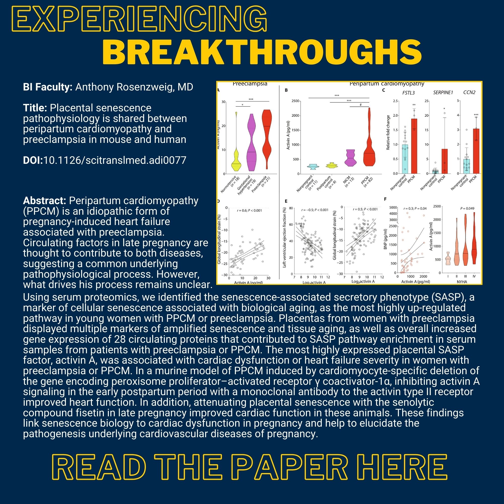 Experiencing Breakthroughs BI Faculty: Anthony Rosenzweig, MD Title: Placental senescence pathophysiology is shared between peripartum cardiomyopathy and preeclampsia in mouse and human DOI:10.1126/scitranslmed.adi0077 BI Faculty: Maria Castro, PhD & Anthony Rosenzweig, MD Title: Placental senescence pathophysiology is shared between peripartum cardiomyopathy and preeclampsia in mouse and human DOI:10.1126/scitranslmed.adi0077 Abstract: Peripartum cardiomyopathy (PPCM) is an idiopathic form of pregnancy-induced heart failure associated with preeclampsia. Circulating factors in late pregnancy are thought to contribute to both diseases, suggesting a common underlying pathophysiological process. However, what drives his process remains unclear. Using serum proteomics, we identified the senescence-associated secretory phenotype (SASP), a marker of cellular senescence associated with biological aging, as the most highly up-regulated pathway in young women with PPCM or preeclampsia. Placentas from women with preeclampsia displayed multiple markers of amplified senescence and tissue aging, as well as overall increased gene expression of 28 circulating proteins that contributed to SASP pathway enrichment in serum samples from patients with preeclampsia or PPCM. The most highly expressed placental SASP factor, activin A, was associated with cardiac dysfunction or heart failure severity in women with preeclampsia or PPCM. In a murine model of PPCM induced by cardiomyocyte-specific deletion of the gene encoding peroxisome proliferator–activated receptor γ coactivator-1α, inhibiting activin A signaling in the early postpartum period with a monoclonal antibody to the activin type II receptor improved heart function. In addition, attenuating placental senescence with the senolytic compound fisetin in late pregnancy improved cardiac function in these animals. These findings link senescence biology to cardiac dysfunction in pregnancy and help to elucidate the pathogenesis underlying cardiovascular diseases of pregnancy. Link to the paper Image from the paper