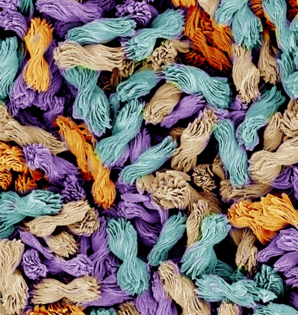 Micron-scale bowties with candy-wrapper twists in a colorized electron microscope image