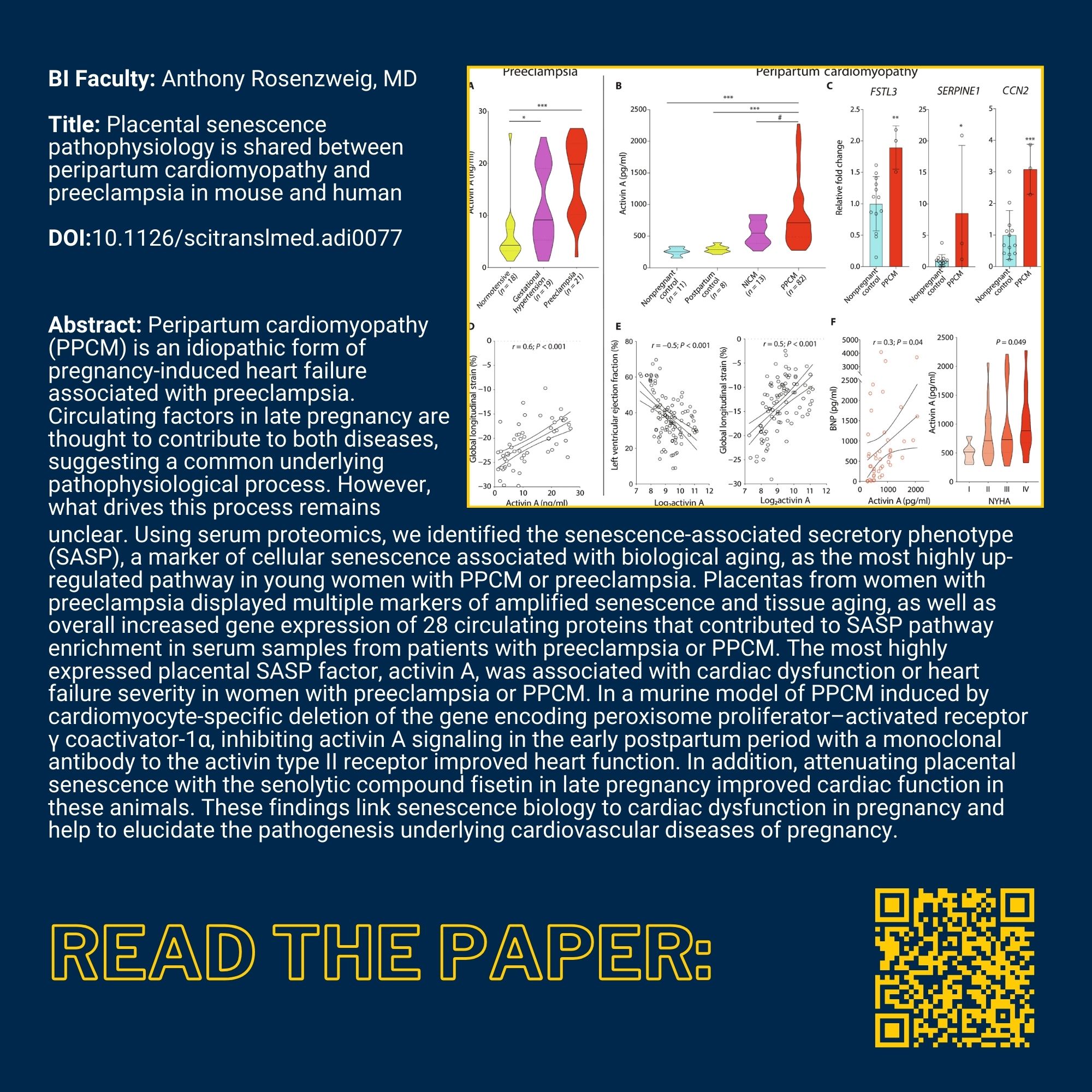Experiencing Breakthroughs BI Faculty: Anthony Rosenzweig, MD Title: Placental senescence pathophysiology is shared between peripartum cardiomyopathy and preeclampsia in mouse and human DOI:10.1126/scitranslmed.adi0077 BI Faculty: Maria Castro, PhD & Anthony Rosenzweig, MD Title: Placental senescence pathophysiology is shared between peripartum cardiomyopathy and preeclampsia in mouse and human DOI:10.1126/scitranslmed.adi0077 Abstract: Peripartum cardiomyopathy (PPCM) is an idiopathic form of pregnancy-induced heart failure associated with preeclampsia. Circulating factors in late pregnancy are thought to contribute to both diseases, suggesting a common underlying pathophysiological process. However, what drives his process remains unclear. Using serum proteomics, we identified the senescence-associated secretory phenotype (SASP), a marker of cellular senescence associated with biological aging, as the most highly up-regulated pathway in young women with PPCM or preeclampsia. Placentas from women with preeclampsia displayed multiple markers of amplified senescence and tissue aging, as well as overall increased gene expression of 28 circulating proteins that contributed to SASP pathway enrichment in serum samples from patients with preeclampsia or PPCM. The most highly expressed placental SASP factor, activin A, was associated with cardiac dysfunction or heart failure severity in women with preeclampsia or PPCM. In a murine model of PPCM induced by cardiomyocyte-specific deletion of the gene encoding peroxisome proliferator–activated receptor γ coactivator-1α, inhibiting activin A signaling in the early postpartum period with a monoclonal antibody to the activin type II receptor improved heart function. In addition, attenuating placental senescence with the senolytic compound fisetin in late pregnancy improved cardiac function in these animals. These findings link senescence biology to cardiac dysfunction in pregnancy and help to elucidate the pathogenesis underlying cardiovascular diseases of pregnancy. Link to the paper Image from the paper
