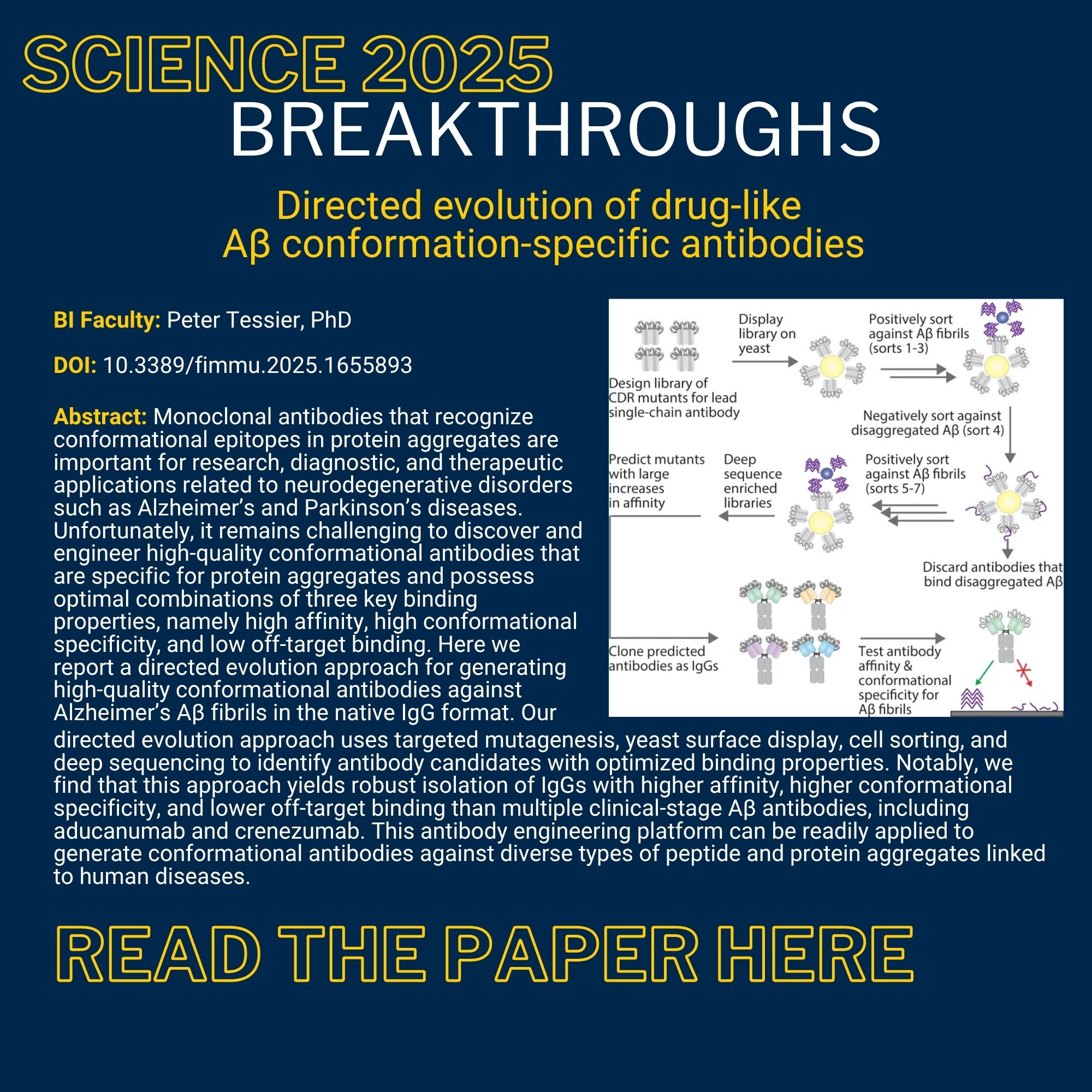 Science 2025 Breakthroughs Directed evolution of drug-like Aβ conformation-specific antibodies BI Faculty: Peter Tessier, PhD DOI: 10.3389/fimmu.2025.1655893 Abstract: Monoclonal antibodies that recognize conformational epitopes in protein aggregates are important for research, diagnostic, and therapeutic applications related to neurodegenerative disorders such as Alzheimer’s and Parkinson’s diseases. Unfortunately, it remains challenging to discover and engineer high-quality conformational antibodies that are specific for protein aggregates and possess optimal combinations of three key binding properties, namely high affinity, high conformational specificity, and low off-target binding. Here we report a directed evolution approach for generating high-quality conformational antibodies against Alzheimer’s Aβ fibrils in the native IgG format. Our directed evolution approach uses targeted mutagenesis, yeast surface display, cell sorting, and deep sequencing to identify antibody candidates with optimized binding properties. Notably, we find that this approach yields robust isolation of IgGs with higher affinity, higher conformational specificity, and lower off-target binding than multiple clinical-stage Aβ antibodies, including aducanumab and crenezumab. This antibody engineering platform can be readily applied to generate conformational antibodies against diverse types of peptide and protein aggregates linked to human diseases.