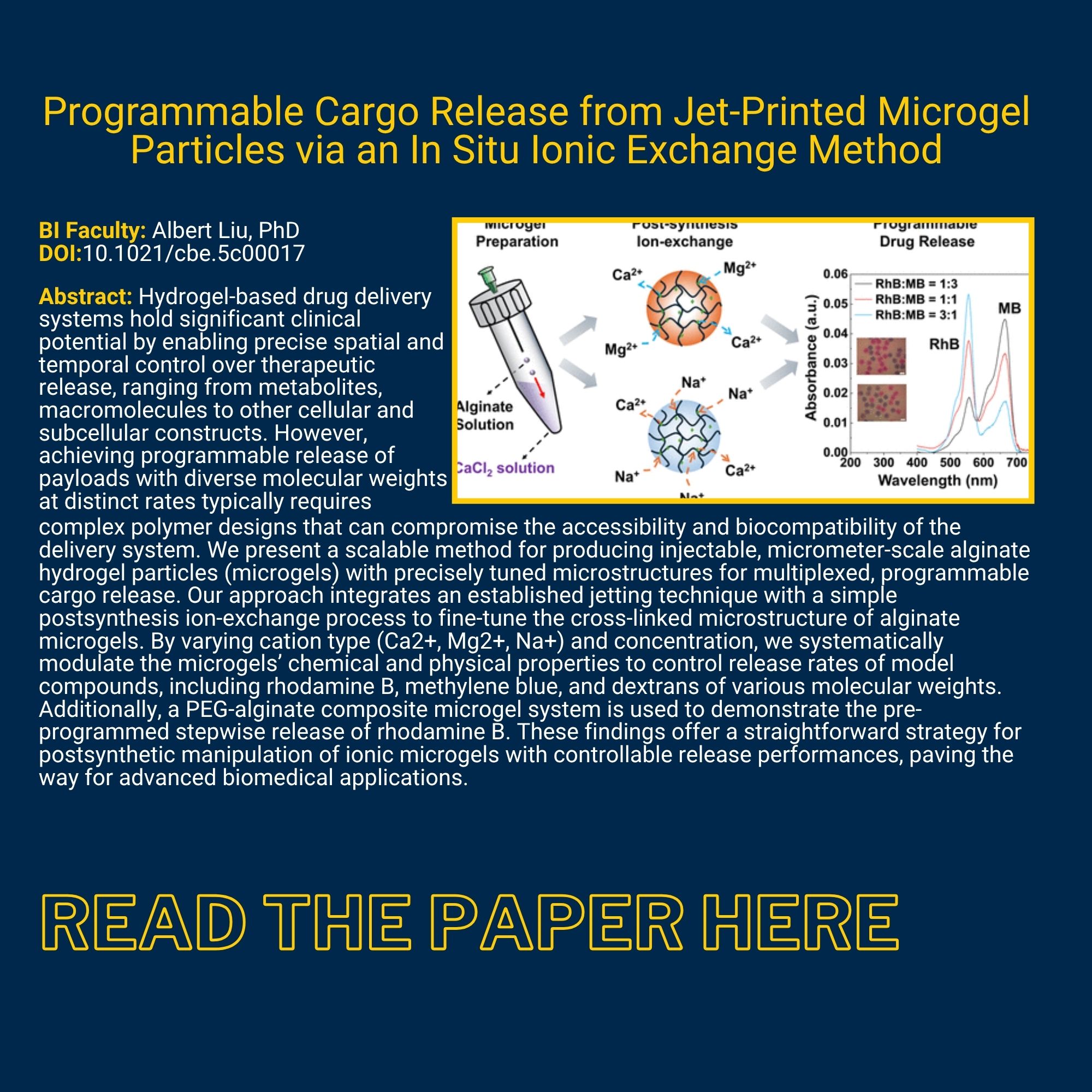 Programmable Cargo Release from Jet-Printed Microgel Particles via an In Situ Ionic Exchange Method BI Faculty: Albert Liu, PhD DOI:10.1021/cbe.5c00017 Abstract: Hydrogel-based drug delivery systems hold significant clinical potential by enabling precise spatial and temporal control over therapeutic release, ranging from metabolites, macromolecules to other cellular and subcellular constructs. However, achieving programmable release of payloads with diverse molecular weights at distinct rates typically requires complex polymer designs that can compromise the accessibility and biocompatibility of the delivery system. We present a scalable method for producing injectable, micrometer-scale alginate hydrogel particles (microgels) with precisely tuned microstructures for multiplexed, programmable cargo release. Our approach integrates an established jetting technique with a simple postsynthesis ion-exchange process to fine-tune the cross-linked microstructure of alginate microgels. By varying cation type (Ca2+, Mg2+, Na+) and concentration, we systematically modulate the microgels’ chemical and physical properties to control release rates of model compounds, including rhodamine B, methylene blue, and dextrans of various molecular weights. Additionally, a PEG-alginate composite microgel system is used to demonstrate the pre-programmed stepwise release of rhodamine B. These findings offer a straightforward strategy for postsynthetic manipulation of ionic microgels with controllable release performances, paving the way for advanced biomedical applications.