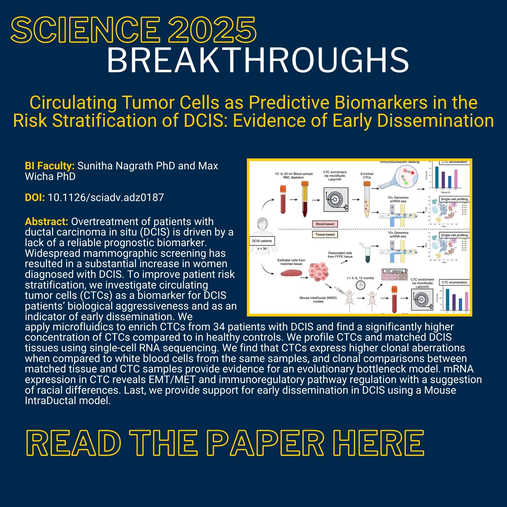 Science Breakthroughs Circulating Tumor Cells as Predictive Biomarkers in the Risk Stratification of DCIS: Evidence of Early Dissemination BI Faculty: Sunitha Nagrath PhD and Max Wicha PhD DOI: 10.1126/sciadv.adz0187 Abstract: Overtreatment of patients with ductal carcinoma in situ (DCIS) is driven by a lack of a reliable prognostic biomarker. Widespread mammographic screening has resulted in a substantial increase in women diagnosed with DCIS. To improve patient risk stratification, we investigate circulating tumor cells (CTCs) as a biomarker for DCIS patients’ biological aggressiveness and as an indicator of early dissemination. We apply microfluidics to enrich CTCs from 34 patients with DCIS and find a significantly higher concentration of CTCs compared to in healthy controls. We profile CTCs and matched DCIS tissues using single-cell RNA sequencing. We find that CTCs express higher clonal aberrations when compared to white blood cells from the same samples, and clonal comparisons between matched tissue and CTC samples provide evidence for an evolutionary bottleneck model. mRNA expression in CTC reveals EMT/MET and immunoregulatory pathway regulation with a suggestion of racial differences. Last, we provide support for early dissemination in DCIS using a Mouse IntraDuctal model.