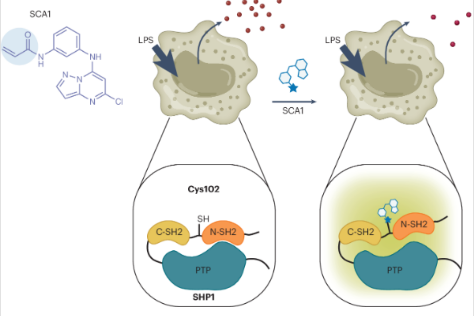 SHP1 Cys102 adduction by the covalent ligand SCA1 (blue circle indicates acrylamide warhead) destabilizes the autoinhibitory state and activates the phosphatase activity.