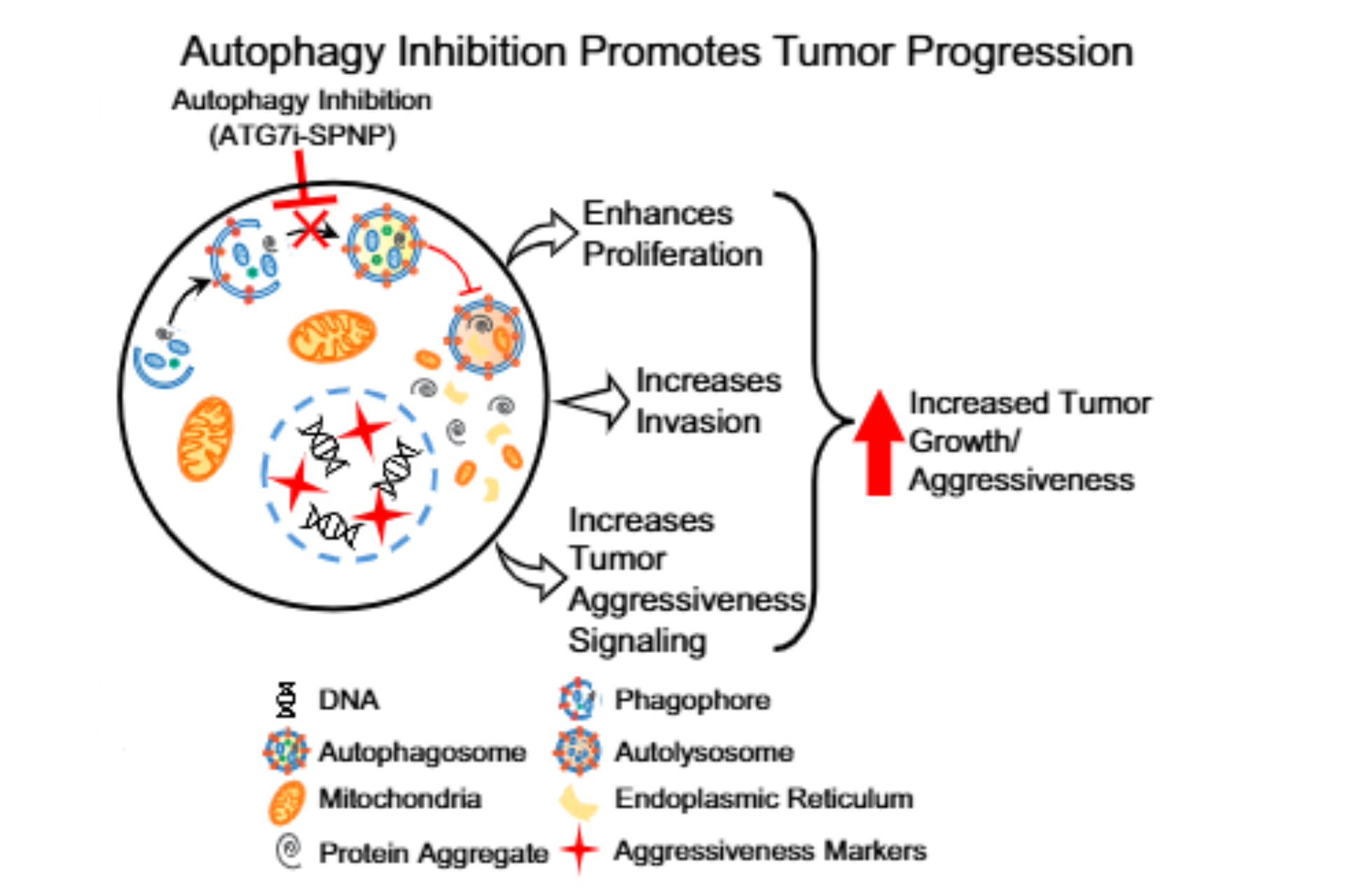 Autophagy Inhibition Promotes Tumor Progression diagram